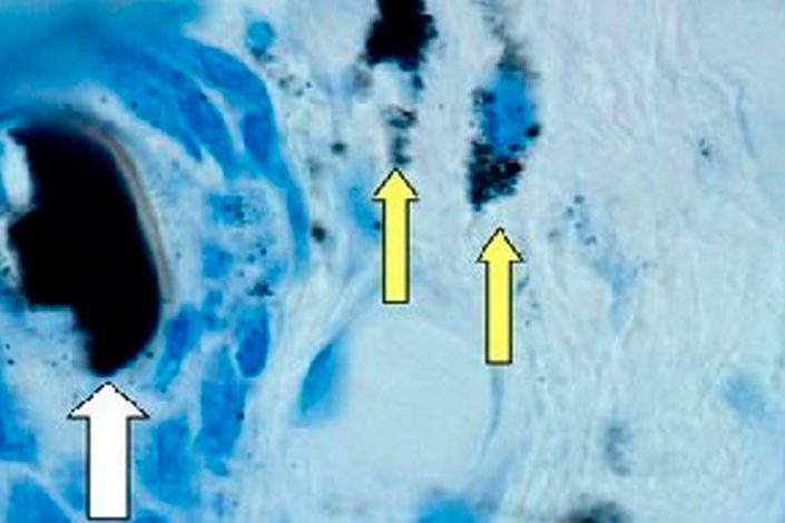 dolor-articular-cronico-perros-gatos-veterinaria-costitx