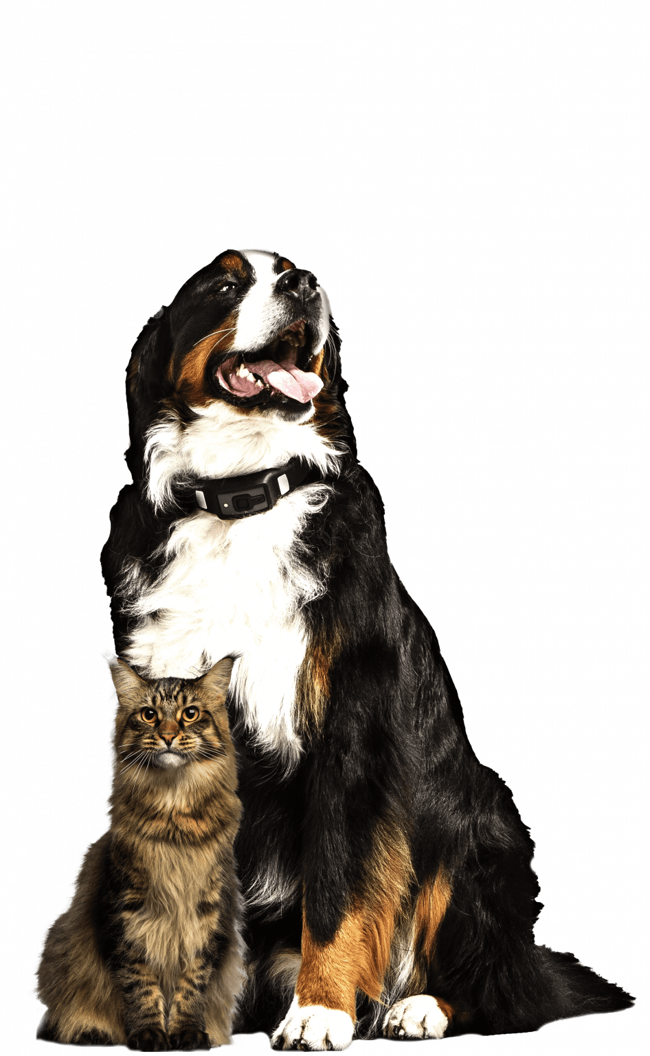 dolor articular perros y gatos