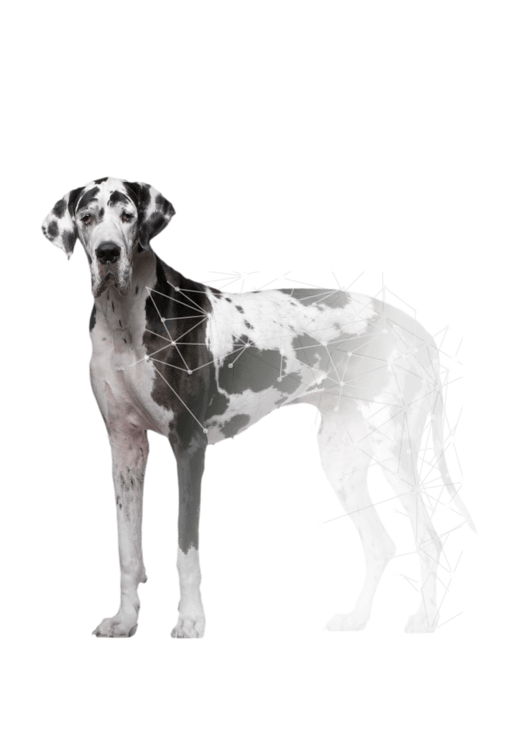 artrosis perros mallorca