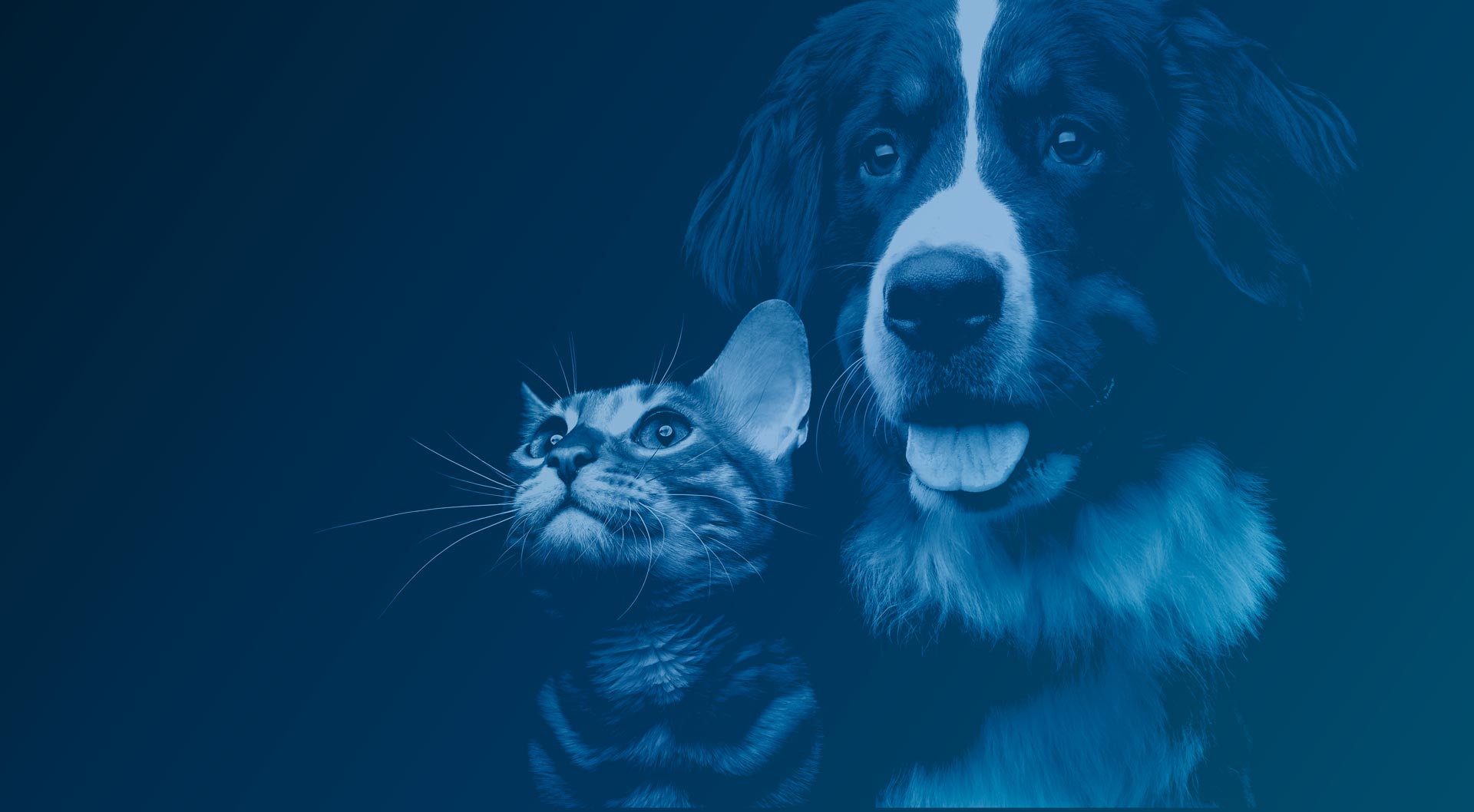 Clínica veterinaria para perros y gatos en Mallorca