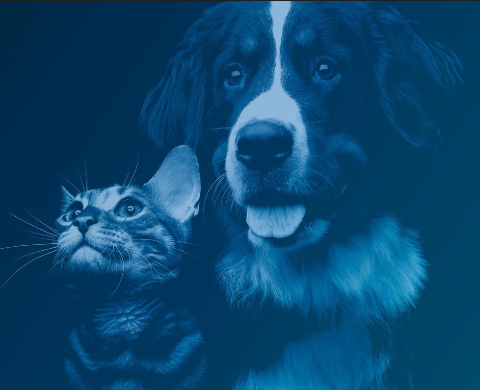 Clínica veterinaria para perros y gatos en Mallorca